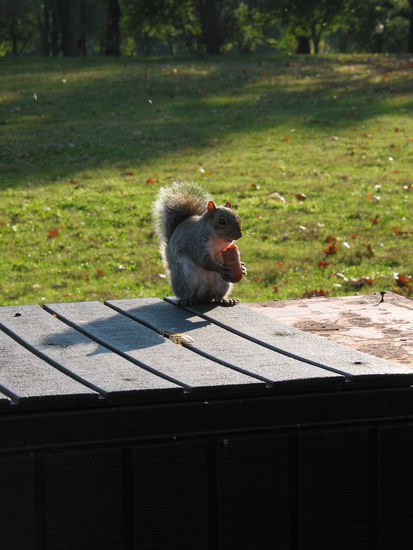 Bockwürste sind wohl doch nahrhafter als Nüsse...