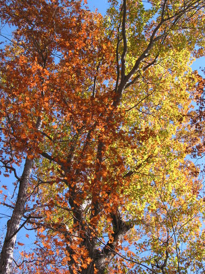 Ein letzter Hauch von Herbst