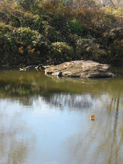 Na, wer sieht das Tier und wie heisst es??