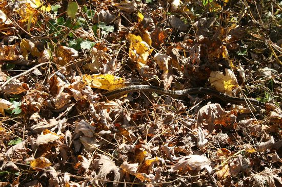 Ist die gefährlich? Wir wussten es nicht. Wer hilft uns auf die Sprünge?
