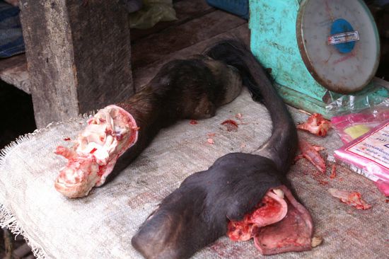 Wohl die Reste unsere Wasserbüffels!