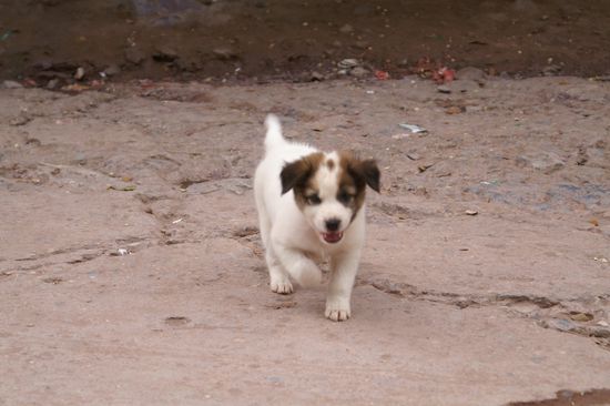 Hat mich richtiggehend angefallen die Bestie... 