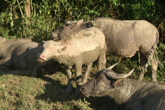 Oh wie hässlich... schmeckt aber gut!!!