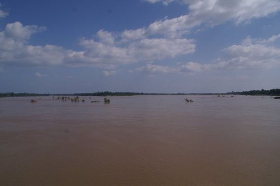 Zusammenfluss des Mekong hinter Don Khon. Rechts im Bild Kambodscha!
