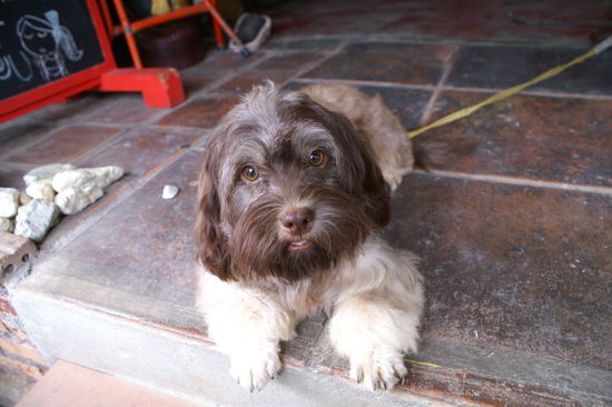 Wadenbeisser... mein neuer Freund. 