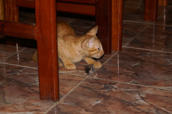 Susi hat ihre Maus durch das gesamte Guesthouse bis ins Restaurant verteidigt... (Namensgleichheiten sind rein zufällig... )