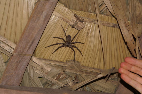 Gut um Phobien zu heilen....