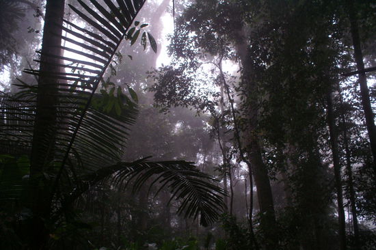 Morgens um sechs im Urwald im Dunst...