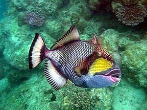 Hier ein Bild aus dem www von einem Titan Triggerfish