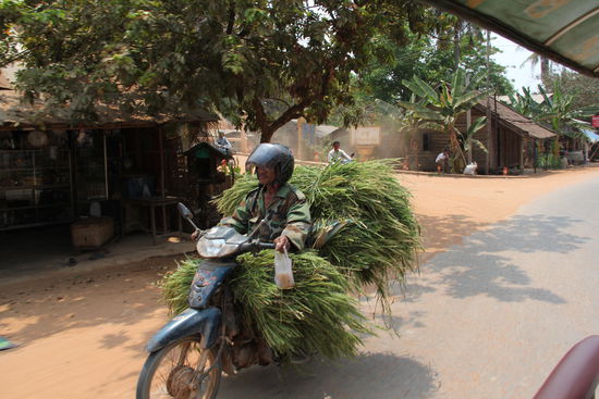 Frischer Reis vom Feld