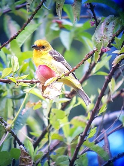 Das nicht.... ein Weibchen