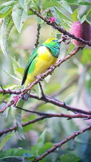 Das auch nicht... das Männchen zu obigem Weibchen.