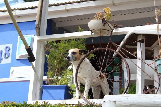 Er hat uns auf der Strasse abgeholt, uns ins Restaurant geführt und ist bis zur Bezahlung nicht von unserer Seite gewichen.
