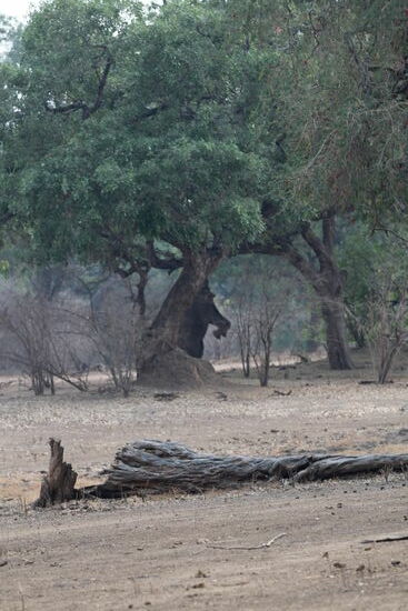 Finde den Elefanten...