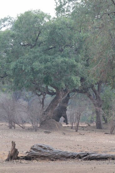 Ganz speziell: auf zwei Beinen stehender Elefant.
