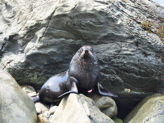 Unser erster Robben, wie suess.....!!!!