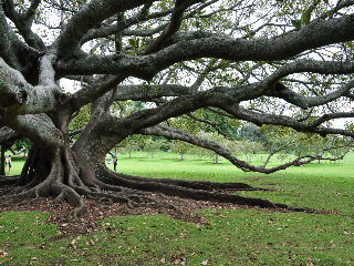 cornwall park/auckland, australischer baum
