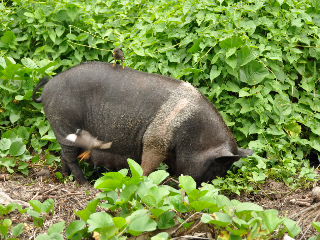 die voegel nutzten das schwein als rutsche, war echt lustig zu beobachten...