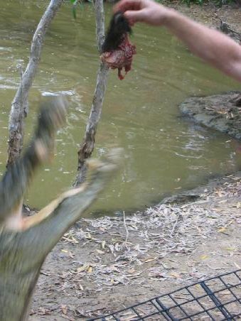 Krokodilfuetterung