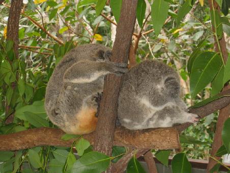 Koalas :O)