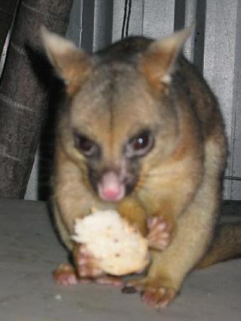 Unser erster Opossum