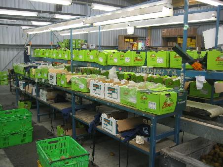 Viele viele Kiwis