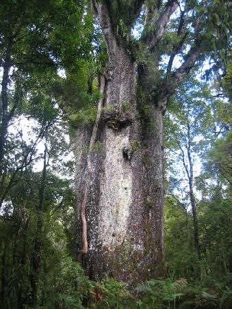 Kauri Baum