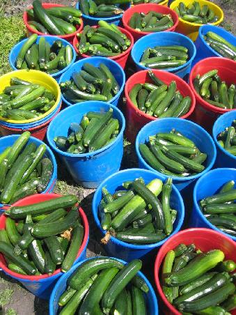 Unsere Zucchinis
