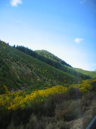 zurueck zum Schwarzwald