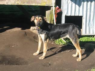 Unser lieber Hirtenhund "Storm"