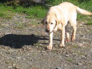 Eyla unser lieber Hofhund