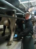 Sandra morgens um halb sieben im Melkstand bei der Arbeit :O)