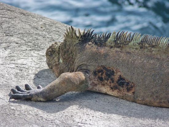 Marin Iguana