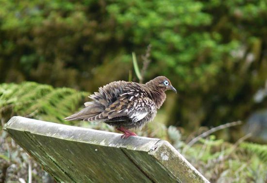 Mein Gott hab ich schöne blaue Augen 