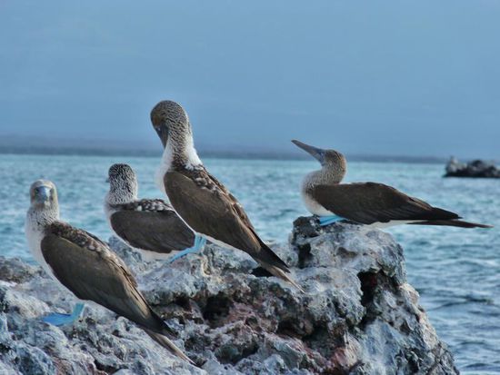 Noch mehr Blaufusstölpel