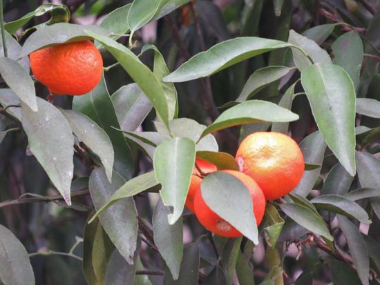 Was für Früchtchen 