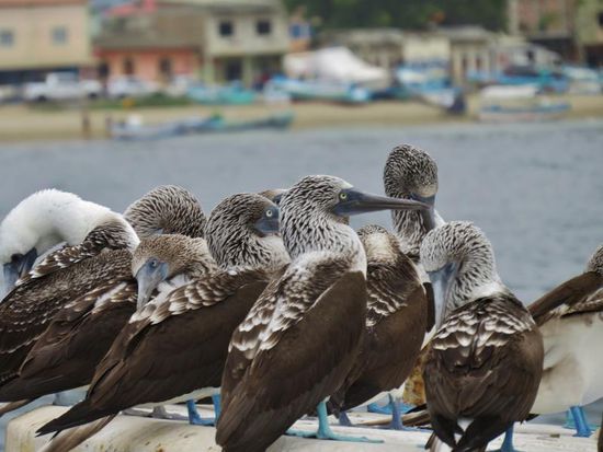 Blaufusstölpel gibt es nicht nur auf Galapagos