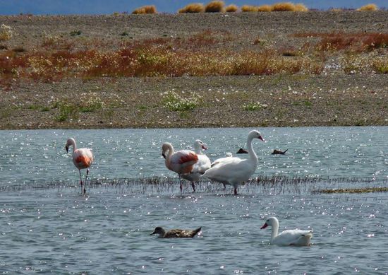 Chilenische Flamingos und Gänse