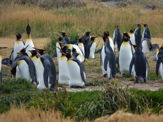 King Pinguine - 2 grösste Art der Welt