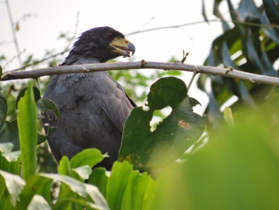 Viele Greifvögel leben hier