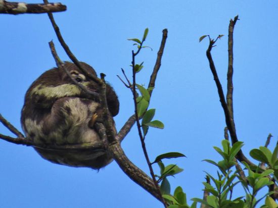 Viele Faultierchen hängen hier rum