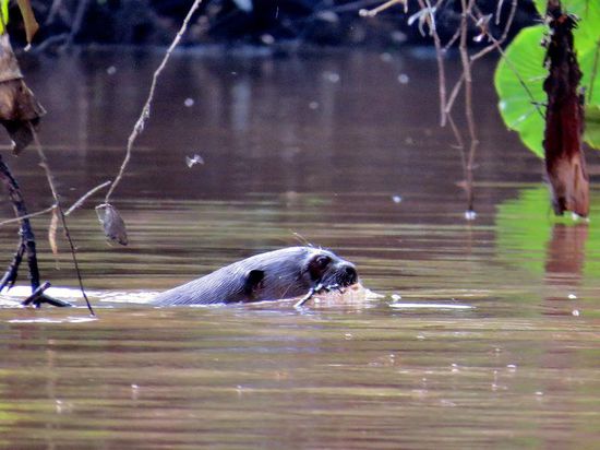 Riesenotter - meine Ersten 