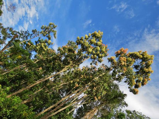 Blühende Baumreisen 