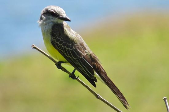 ... was guckst du ....