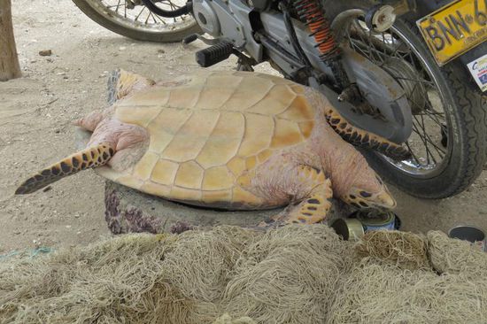 Das arme Kerlchen hat noch gelebt. Für 50 USD hätten wir sie kaufen können.