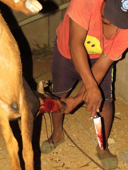 Schlachtung einer Ziege zu Ehren des Brautpaares