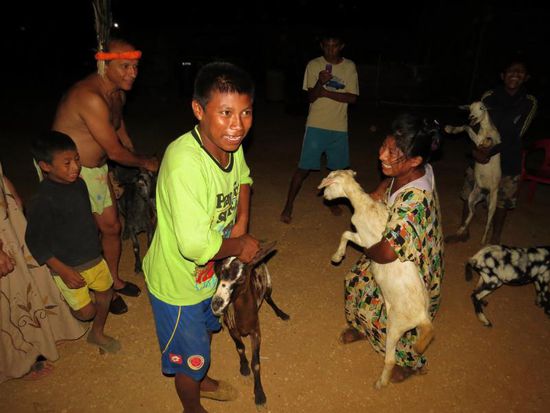 Die Ziegen dienen als Brautgeschenk