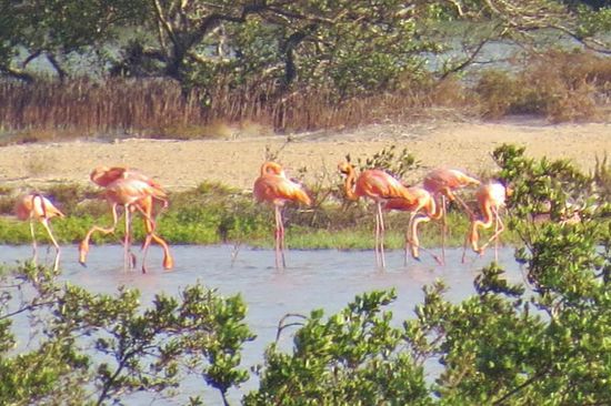 Flamingos hat es hier auch 