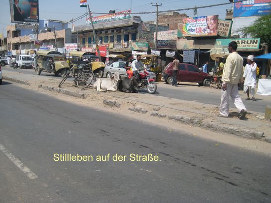 Bunte Welt, die Kühe gehören zum Straßenbild dazu.