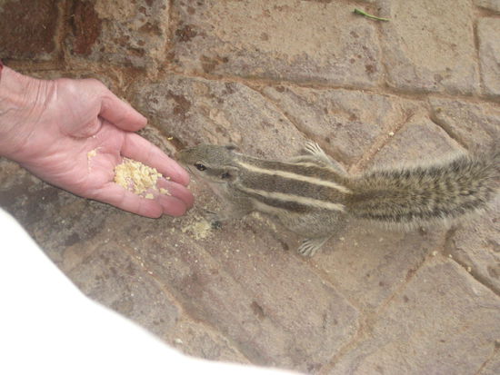 Die Streifenhörnchen sind es gewohnt, gefüttert zu werden und haben keine Scheu, aus der Hand zu fressen.